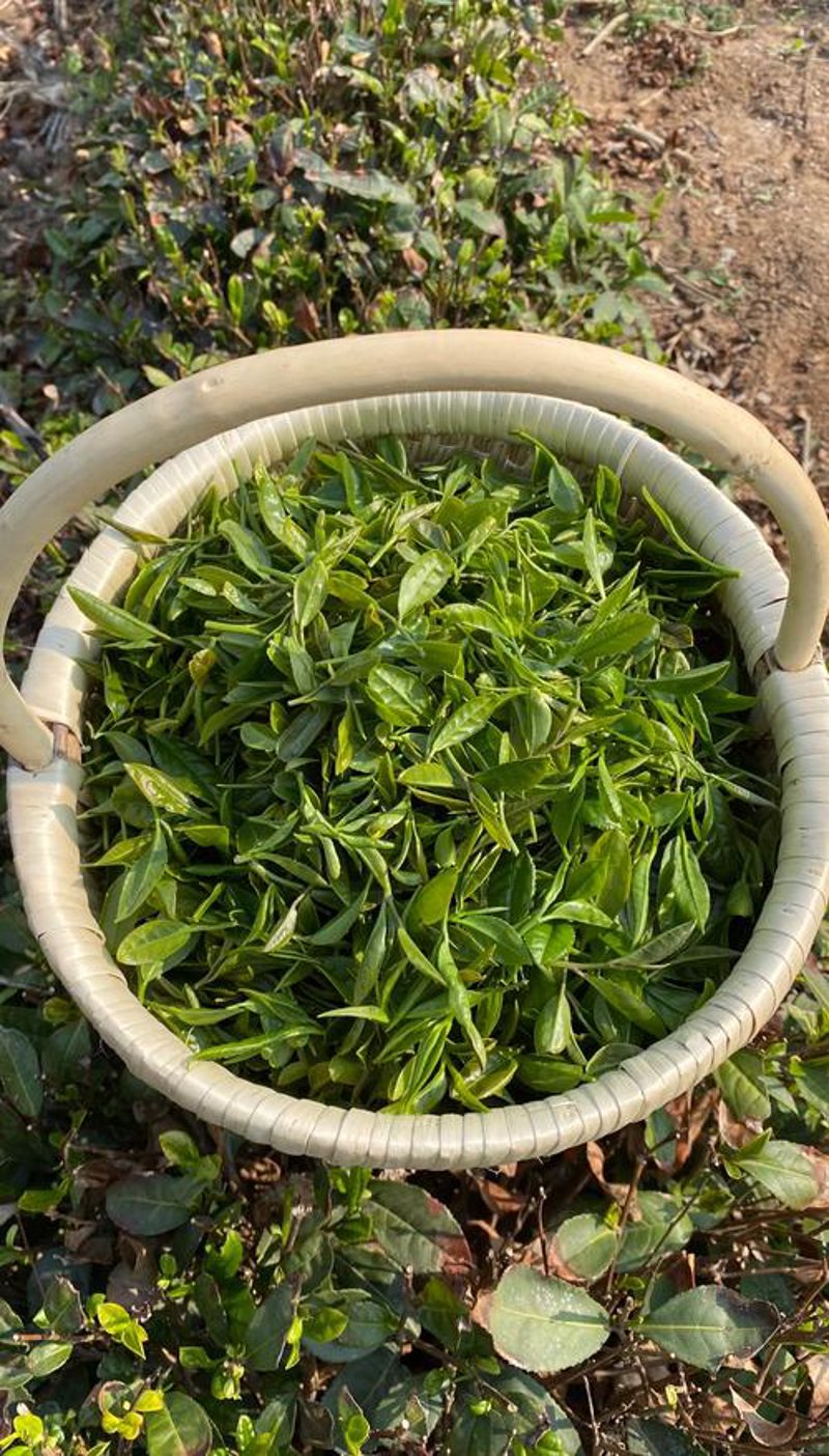 选购红茶，让茶香融入生活